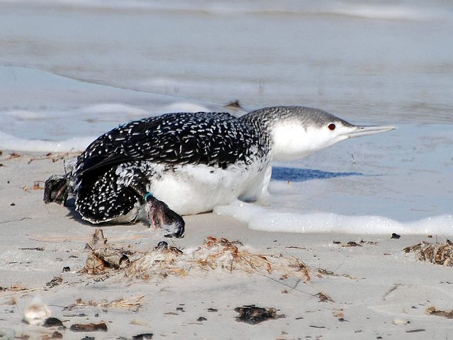 Red-throated Loon